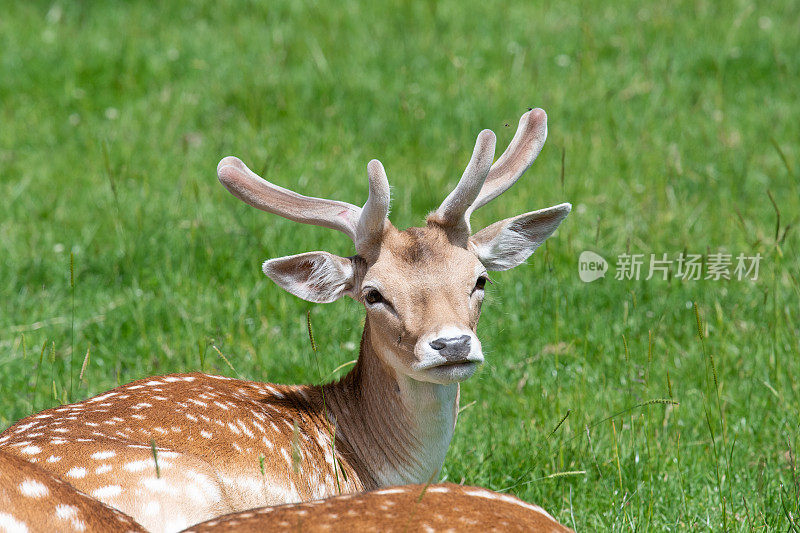 鹿Fallow dama